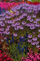 Fototapeta premium Buntes Blumenbeet im Garten