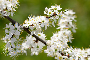 Schlehdorn (Prunus spinosa), Zweig mit weißen Blüten