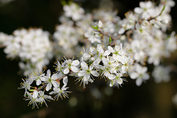 Schlehdorn (Prunus spinosa), Zweig mit weißen Blüten