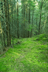 beautiful summer forest with different trees