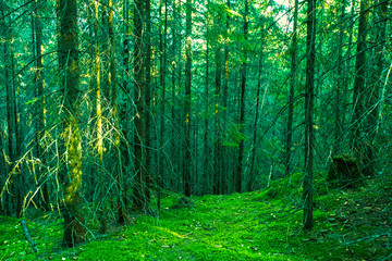 Obraz premium beautiful summer forest with different trees