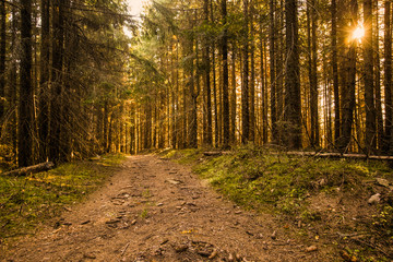 Obraz premium beautiful summer forest with different trees