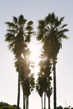 Two rows of palm trees with the sun shining through the rows.