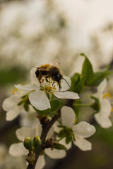 Plum blossom in April. White flowers of fruit tree. Bombus sylvarum-Worker.