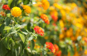 Beautiful floral background of flowerbed of yellow-orange marigolds.