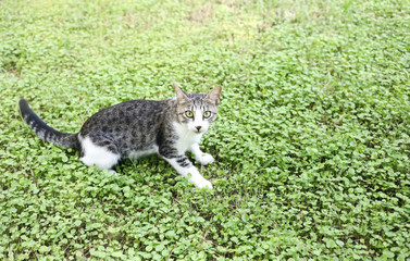 Naklejka na ściany i meble Scared white-gray cat is sitting on green grass.