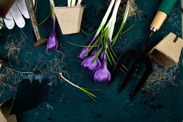 Gardening tools, peat pots, crocus flower. spring