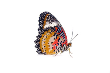 Butterfly : Leopard lacewing butterfly (Cethosia cyane)(Male) is a species of heliconiine butterfly...