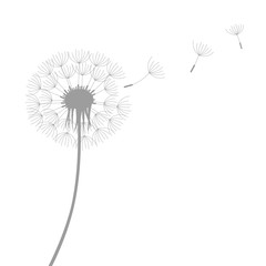 dandelion silhouette with flying seeds isolated on white background vector illustration EPS10