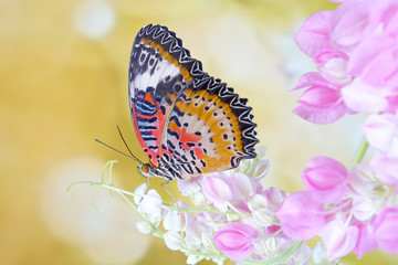 Butterfly : Leopard lacewing butterfly (Cethosia cyane). Male leopard lacewing butterfly on pink Mexican creeper flowers in morning. Selective focus, blurred background and copy space © Cheattha