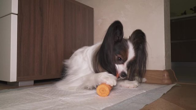 Dog Papillon with appetite eats fresh raw carrots stock footage video