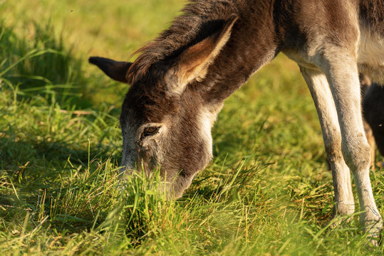 Close-up of a Donkey Grazing on Green Meadow