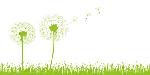 two dandelion silhouette with flying seeds on green meadow on white background vector illustration EPS10
