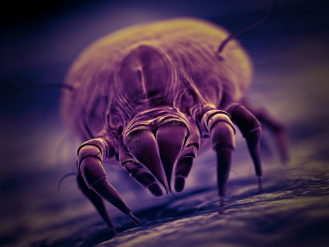 3d rendered illustration of a house dust mite