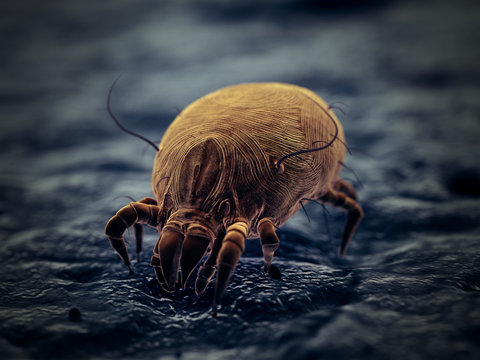 1 762 Best House Dust Mite Images Stock Photos Vectors Adobe Stock 1 762 Best House Dust Mite Images Stock Photos Vectors Adobe Stock