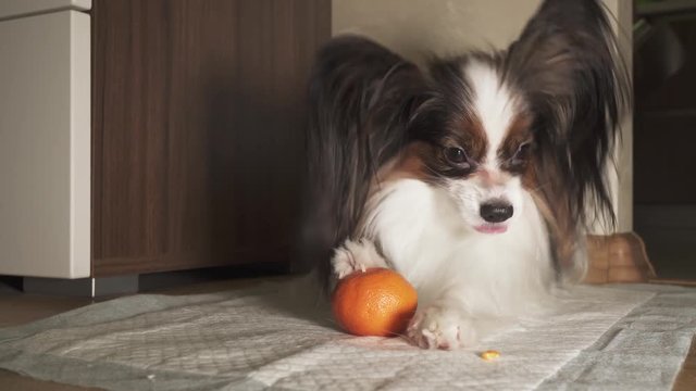 Papillon dog trying to peel tangerine peel stock footage video