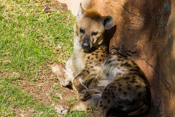 Fototapeta premium Spotted hyena, crocuta crocuta, laying on the grass