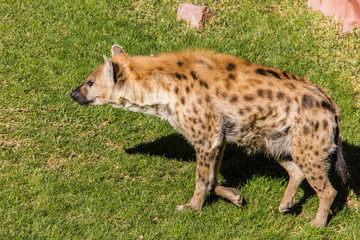 Spotted hyena, crocuta crocuta, walking on the grass