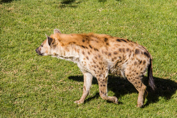 Spotted hyena, crocuta crocuta, walking on the grass