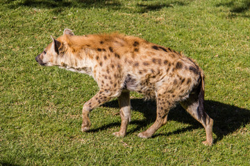 Spotted hyena, crocuta crocuta, walking on the grass