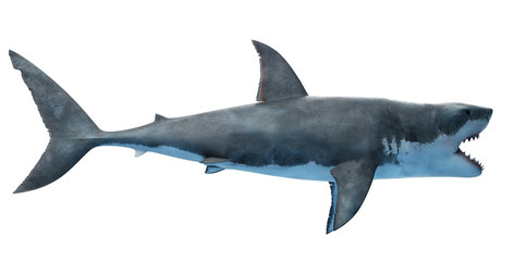 3d rendered illustration of a great white shark