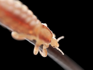 3d rendered illustration of a head louse