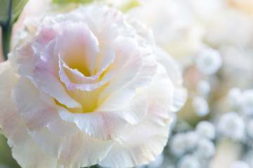 Beautiful and gentle pink Eustoma flowers, Lisianthus, tulip gentian, eustomas. Close up.