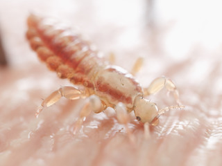 3d rendered illustration of a head louse