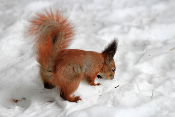 Naklejka na ściany i meble squirrel in a snowy park