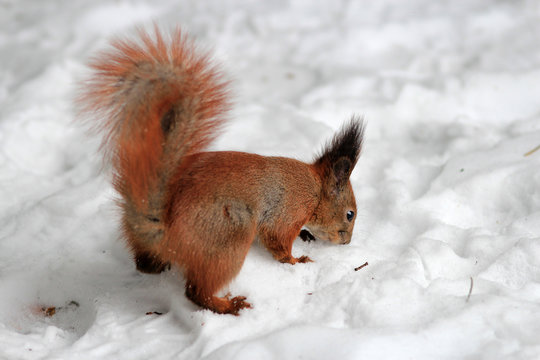 squirrel in a snowy park © sosnytskyi