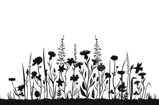 Download Wildflower Silhouettes Wild Grass Spring Field Herbal Summer Vector Background Wildflower On Meadow Botanical Plant Black Silhouette Illustration Stock Vector Adobe Stock