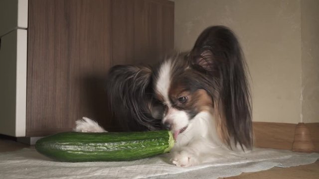 Dog Papillon eats fresh green cucumber with appetite stock footage video
