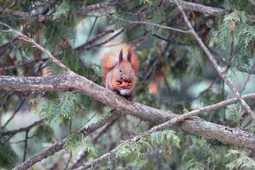 squirrel gnaws a nutlet