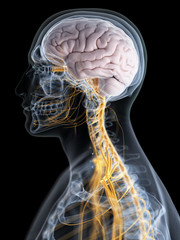 3d rendered medically accurate illustration of the brain and nervous system