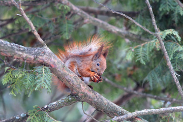 squirrel gnaws a nutlet