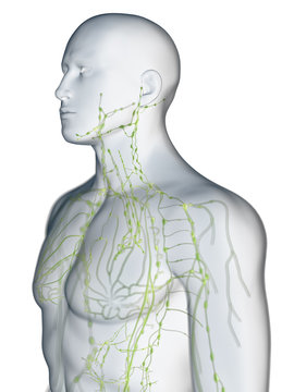 3d rendered medically accurate illustration of the lymphatic system of the upper body