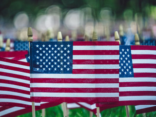 American flags in the park