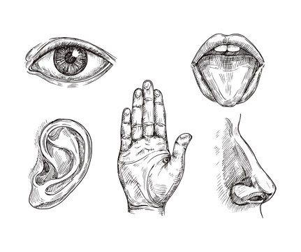 Sense organs. Hand drawn mouth and tongue, eye, nose, ear and hand palm. Engraving five senses vector illustration. Hear and sense, taste and see, listening sensor