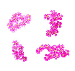 Fototapeta na wymiar Set of pink yarrow flowers