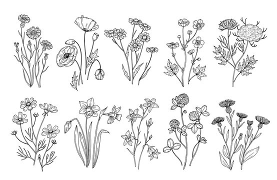 Wild flowers. Sketch wildflowers and herbs nature botanical elements. Hand drawn summer field flowering vector set. Illustration of floral field, wild flower white black line