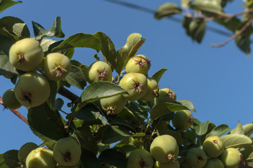 Fototapeta premium Apple tree with a ripened green apples. Young apples growing in a tree.