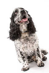 A mature springer spaniel photo shoot isolated on white background