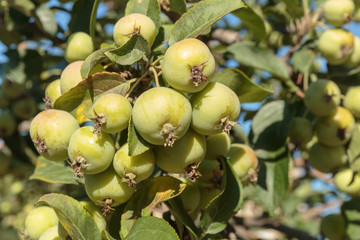 Apple tree with a ripened green apples. Young apples growing in a tree.