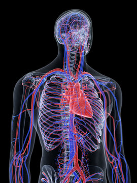 3d rendered medically accurate illustration of the heart and vascular system