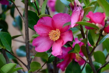 Vibrant pink camellia with yellow stamens.