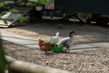 free range chickens