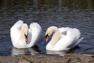 swan couple © kristina rütten