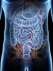3d rendered medically accurate illustration of the abdominal anatomy