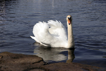 höckerschwan © kristina rütten