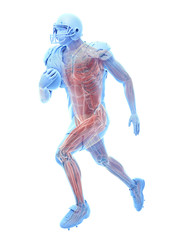3d rendered medically accurate illustration of the muscle system of an american football player
